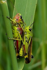 Orthoptera_Stethophyma grossum