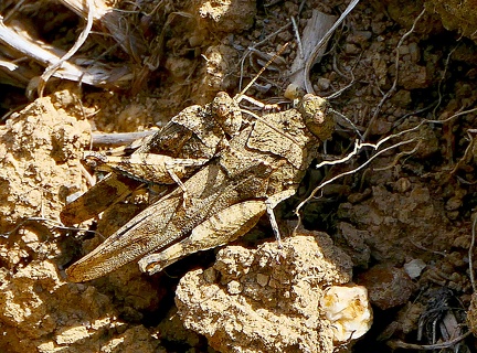 Orthoptera_Tetrix subulata