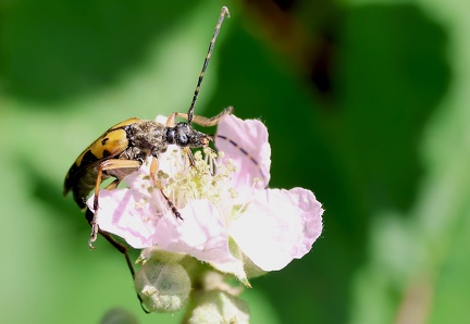 Coleoptera_Rutpela maculata-5