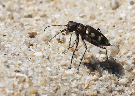 Coleoptera_Cicindela hybrida-5