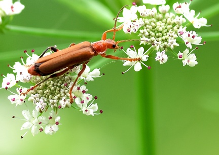 Coleoptera_Rhagonycha fulva-1