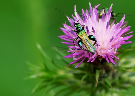 Coleoptera_Oedemera nobilis-3