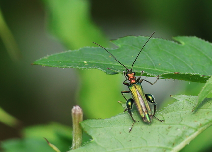 Coleoptera_Anogcodes seladonius