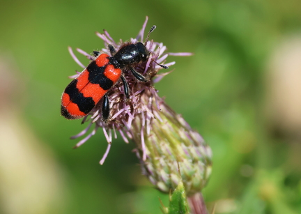 Trichodes apiarius-5