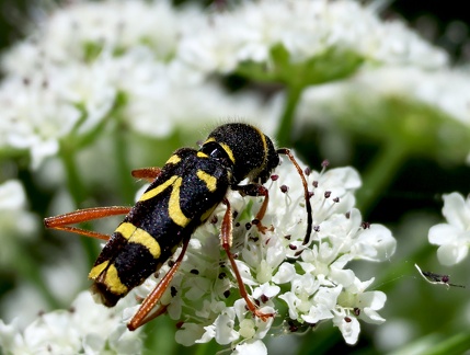 Coleoptera_Clytus arietis-1