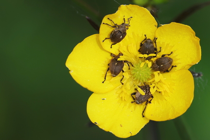 Coleoptera_Ceutorhynchus assimilis-3