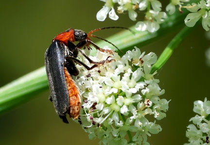 Coleoptera_Cantharis fusca-1