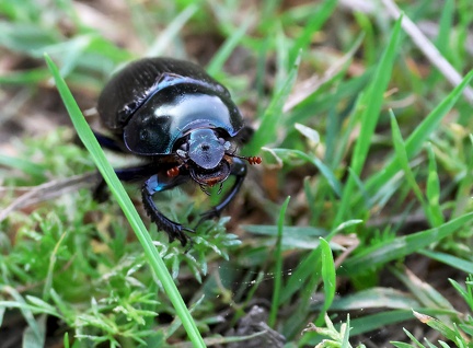 Coleoptera_Anoplotrupes stercorosus