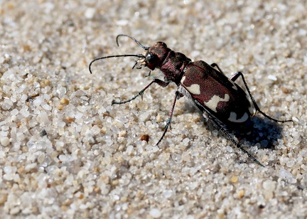 Coleoptera_Cicindela hybrida-3