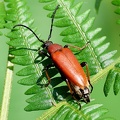Coleoptera_Stictoleptura rubra