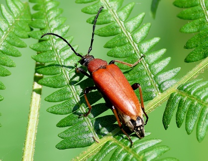 Coleoptera_Stictoleptura rubra