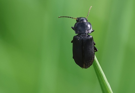 Coleoptera_Amara aulica-1