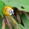 Coleoptera_Harmonia axyridis-3
