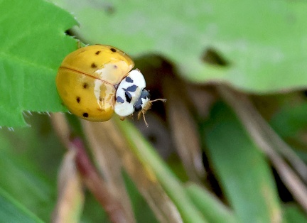 Coleoptera_Harmonia axyridis-3
