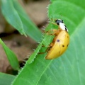 Coleoptera_Harmonia axyridis-31