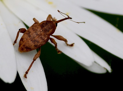 Coleoptera_Curculio glandium