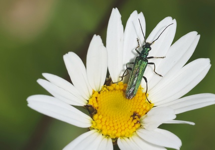 Coleoptera_Oedemera nobilis-4