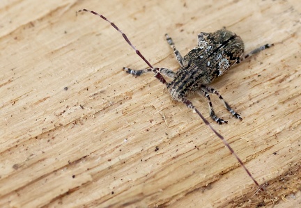 Coleoptera_Mesosa nebulosa