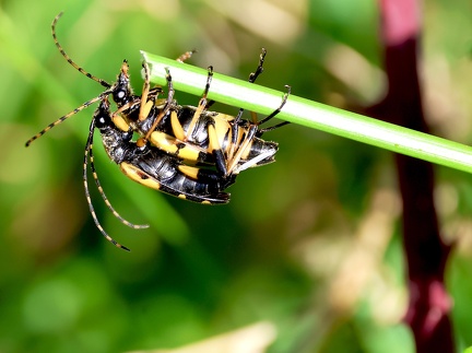 Coleoptera_Rutpela maculata-11