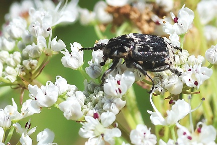 Coleoptera_Valgus hemipterus