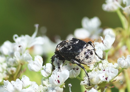 Coleoptera_Valgus hemipterus-1