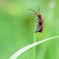 Pyrochroa serraticornis-51