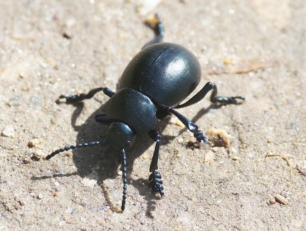Coleoptera_Timarcha tenebricosa