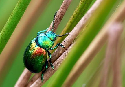 Coleoptera_Chrysolina fastuosa-3
