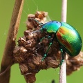 Coleoptera_Chrysolina fastuosa-31