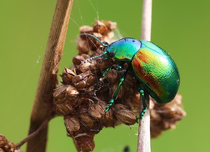 Coleoptera_Chrysolina fastuosa-31