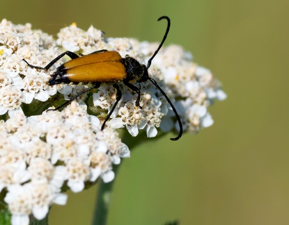 Coleoptera_Steictoleptura fulva