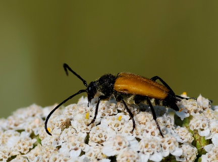 Coleoptera_Steictoleptura fulva-2