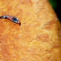 Coleoptera_Lordithon lunulatus