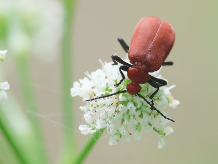 Coleoptera_Pyrochroa serraticornis