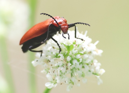 Coleoptera_Pyrochroa serraticornis-01