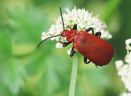 Coleoptera_Pyrochroa serraticornis-02