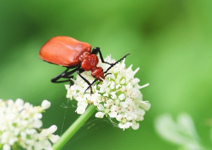 Coleoptera_Pyrochroa serraticornis-03