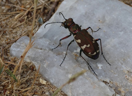 Coleoptera_Cicindela hybrida