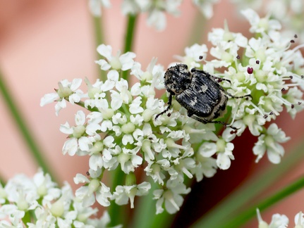 Coleoptera_Valgus hemipterus-2