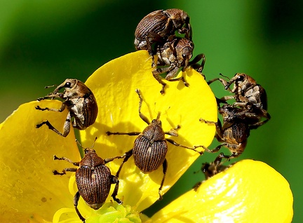 Coleoptera_Ceutorhynchus assimilis