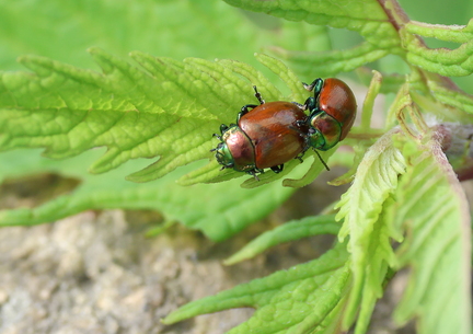 Coleoptera_Chrysolina polita-1