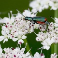 Coleoptera_Malachius bipustulatus
