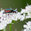 Coleoptera_Malachius bipustulatus-1