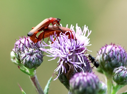 Coleoptera_Rhagonycha fulva