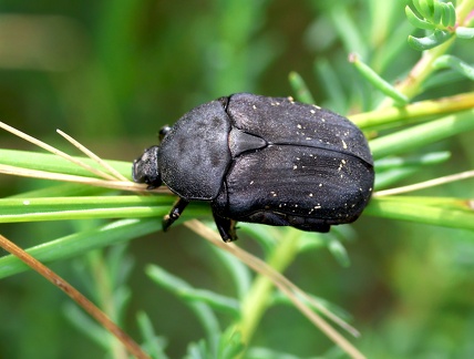 Coleoptera_Netocia morio