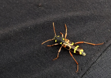 Coleoptera_Xylotrechus arvicola