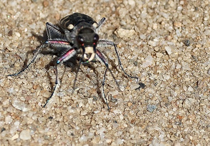 Coleoptera_Cicindela hybrida-4