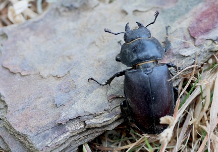 Coleoptera_Lucanus cervus
