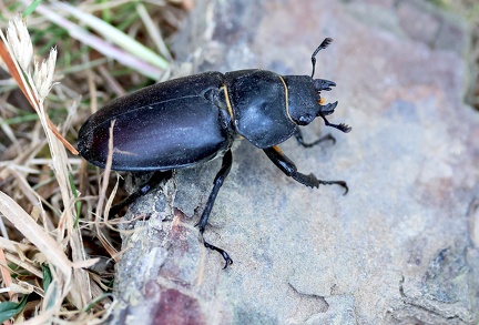Coleoptera_Lucanus cervus-1