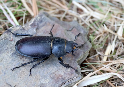 Coleoptera_Lucanus cervus-2